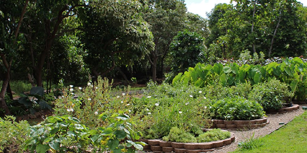 beautiful Hawaiian garden